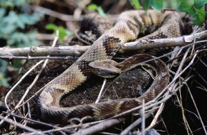 "Jararaca" by Felipe Süssekind/ CC BY 2.0 A toxin from the venom of the Brazilian pitviper Bothrops jararaca was used to produce ACE inhibitors, drugs used to lower blood pressure in patients with hypertension and heart disease. 