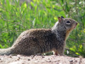 "California ground squirrel" by Howard Cheng/ CC BY-SA 2.0