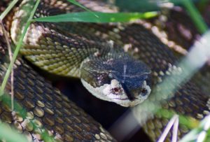  "Northern Pacific Rattlesnake" by Allie_Caulfield / CC BY 2.0*