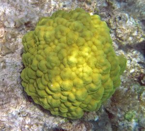 "Porites astreoides (mustard hill coral)" by James St. John/ CC BY 2.0