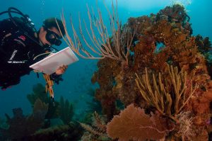 "Coral Bleaching" by NPS Climate Change Response /Public domain