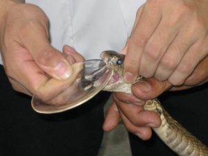 "Snake Milking" by Barry Rogge / CC BY 2.0