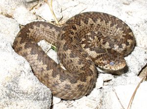 "Meadow viper (Vipera ursinii)" Public Domain.