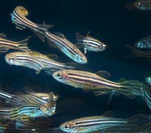  "Zebrafish" by Oregon State University/ CC BY-SA 2.0 