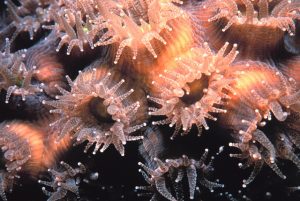 "Coral polyps" by Brent Deuel from NOAA Photo Library/CC BY 2.0