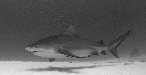 Diving with Bull Sharks